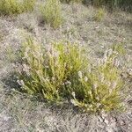 Erica multiflora habit picture by Palmieri Nicola (cc-by-sa)