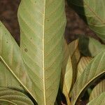 Chrysophyllum colombianum leaf picture by Nelson Zamora Villalobos (cc-by-nc)