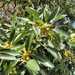 Ficus rubiginosa fruit picture by Chathuranga Ranasinghe (cc-by-sa)