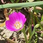 Calandrinia ciliata flower picture by Monika Kopp (cc-by-sa)