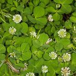 Trifolium nigrescens habit picture by Martin Bishop (cc-by-sa)