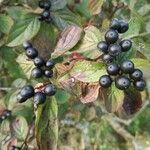 Cornus sanguinea fruit picture by Vetrovsky Tomas (cc-by-sa)