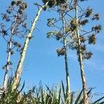 Agave americana flower picture by Trap Hers (cc-by-sa)