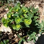 Euphorbia duvalii flower picture by Frédérique Berato (cc-by-sa)