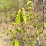 Carpinus betulus flower picture by philo (cc-by-sa)