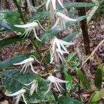 Dendrobium fractiflexum flower picture by Claude Hervais (cc-by-sa)