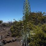 Argyroxiphium sandwicense habit picture by Fabien Anthelme (cc-by-sa)