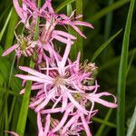 Silene flos-cuculi flower picture by Martin Bishop (cc-by-sa)