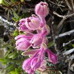 Saxifraga media flower picture by Llandrich anna (cc-by-sa)