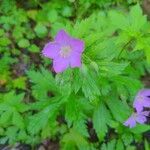 Geranium maculatum flower picture by jake k (cc-by-sa)