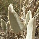 Phlomis crinita leaf picture by Blas Ramos (cc-by-sa)