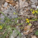 Bupleurum veronense leaf picture by Martin Bishop (cc-by-sa)