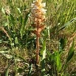 Orobanche picridis habit picture by Emilie WATINE (cc-by-sa)