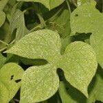 Ipomoea nil leaf picture by Nelson Zamora Villalobos (cc-by-nc)