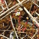 Saxifraga tridactylites flower picture by Nina Autant (cc-by-sa)