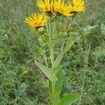 Inula helenium habit picture by Radu Nicolau (cc-by-sa)