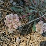 Eriogonum pyrolifolium flower picture by vanessa (cc-by-sa)