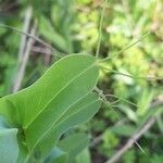 Lathyrus ochrus leaf picture by Monteiro Henrique (cc-by-sa)