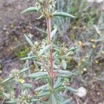 Helianthemum syriacum leaf picture by Alain Bureau (cc-by-sa)