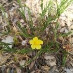 Fumana procumbens flower picture by Ranwez Camille (cc-by-sa)