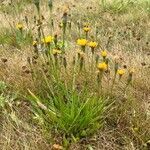 Scorzoneroides autumnalis flower picture by Tonny Jensen (cc-by-sa)