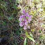 Orchis olbiensis flower picture by Manuel Madrid (cc-by-sa)