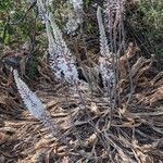 Drimia maritima habit picture by Fernandez Cusachs Marc (cc-by-sa)