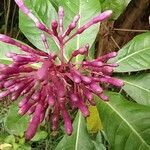 Fuchsia paniculata flower picture by García Douglas (cc-by-sa)