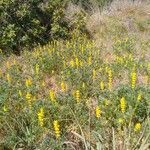 Lupinus luteus habit picture by fabricekx (cc-by-sa)