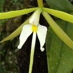 Epidendrum nocturnum flower picture by Luz Rodríguez De Rovira (cc-by-sa)