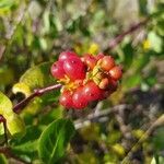 Lonicera etrusca fruit picture by Maria Calahorra Valle (cc-by-sa)