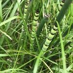 Equisetum fluviatile flower picture by Haley Haley (cc-by-sa)