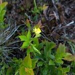 Potentilla simplex flower picture by Jayme DePaolo (cc-by-sa)