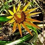 Gazania rigens flower picture by Paul FRANCK (cc-by-sa)