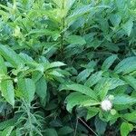 Cephalanthus occidentalis habit picture by Brad Kelley (cc-by-sa)