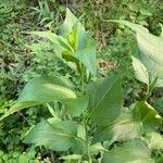 Rudbeckia occidentalis leaf picture by Yang Chen (cc-by-sa)