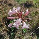 Crinum macowanii flower picture by Thomas Bagot (cc-by-sa)