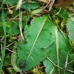 Taraxacum obovatum leaf picture by Béatrice Escande (cc-by-sa)