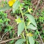 Ludwigia peruviana habit picture by Trap Hers (cc-by-sa)