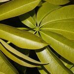 Ceiba pentandra leaf picture by Nelson Zamora Villalobos (cc-by-nc)