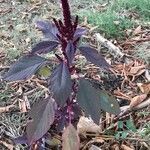 Amaranthus cruentus habit picture by bernard fabier (cc-by-sa)