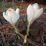 Crocus flavus flower picture by Kristína Daňová (cc-by-sa)