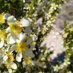 Purshia stansburiana flower picture by el_smokito el_smokito (cc-by-sa)