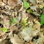 Cardamine concatenata habit picture by jimseng jimseng (cc-by-sa)