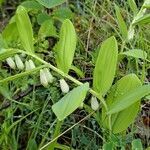 Polygonatum odoratum habit picture by Jean-Marie Frenoux (cc-by-sa)