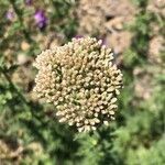 Achillea ligustica flower picture by ruben brulat (cc-by-sa)