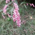 Persicaria maculosa fruit picture by C Carmen (cc-by-sa)