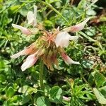 Trifolium pallescens flower picture by Didier BENARD (cc-by-sa)