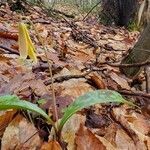 Erythronium americanum leaf picture by Sonia Archambault (cc-by-sa)