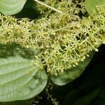 Dioscorea standleyi flower picture by Nelson Zamora Villalobos (cc-by-nc)